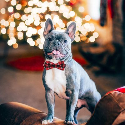 Collare per cani con fiocco di neve | DOGICOLLAR